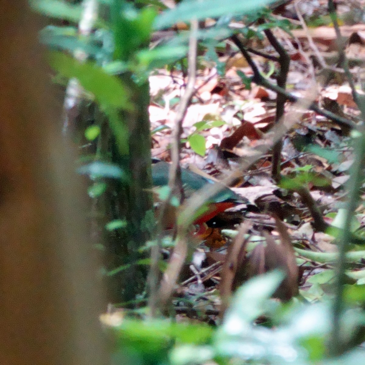 インドヤイロチョウ - ML647421156