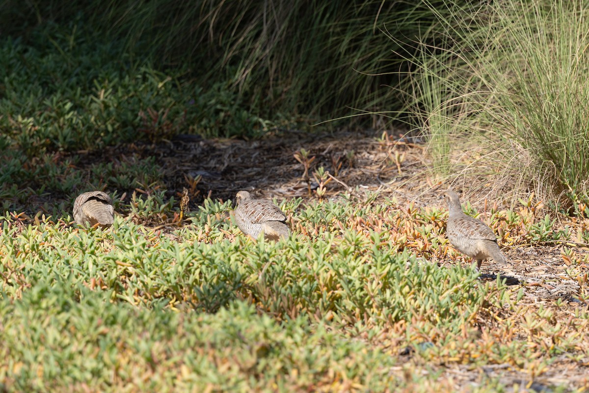 シマシャコ - ML647421157