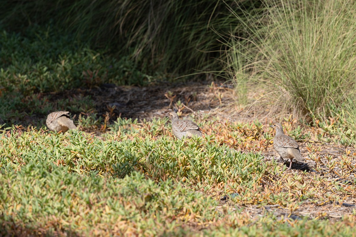 シマシャコ - ML647421158