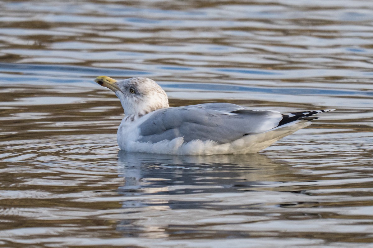 アメリカセグロカモメ - ML647421160