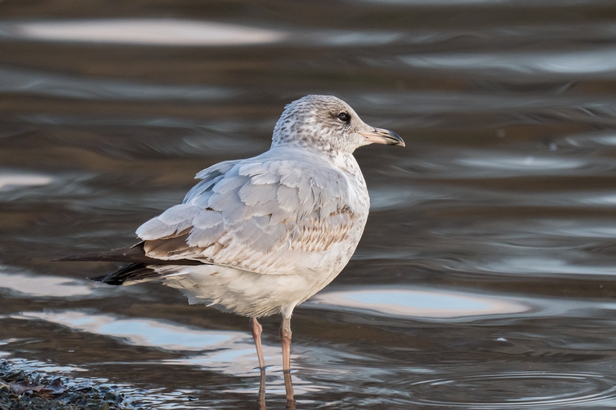 アメリカセグロカモメ - ML647421161