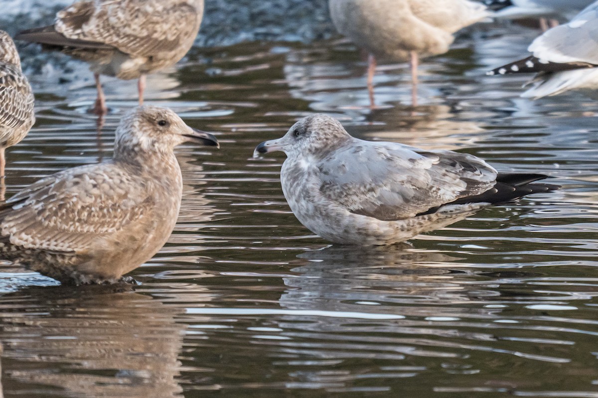 アメリカセグロカモメ - ML647421162