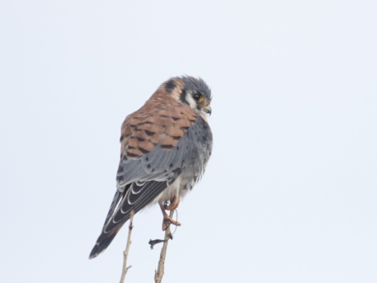 アメリカチョウゲンボウ - ML647421164