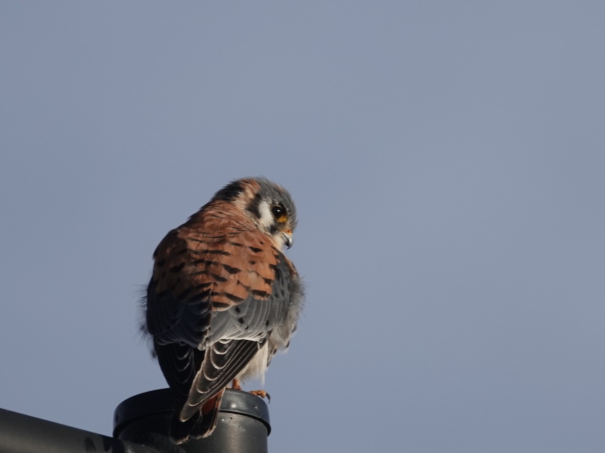 アメリカチョウゲンボウ - ML647421165