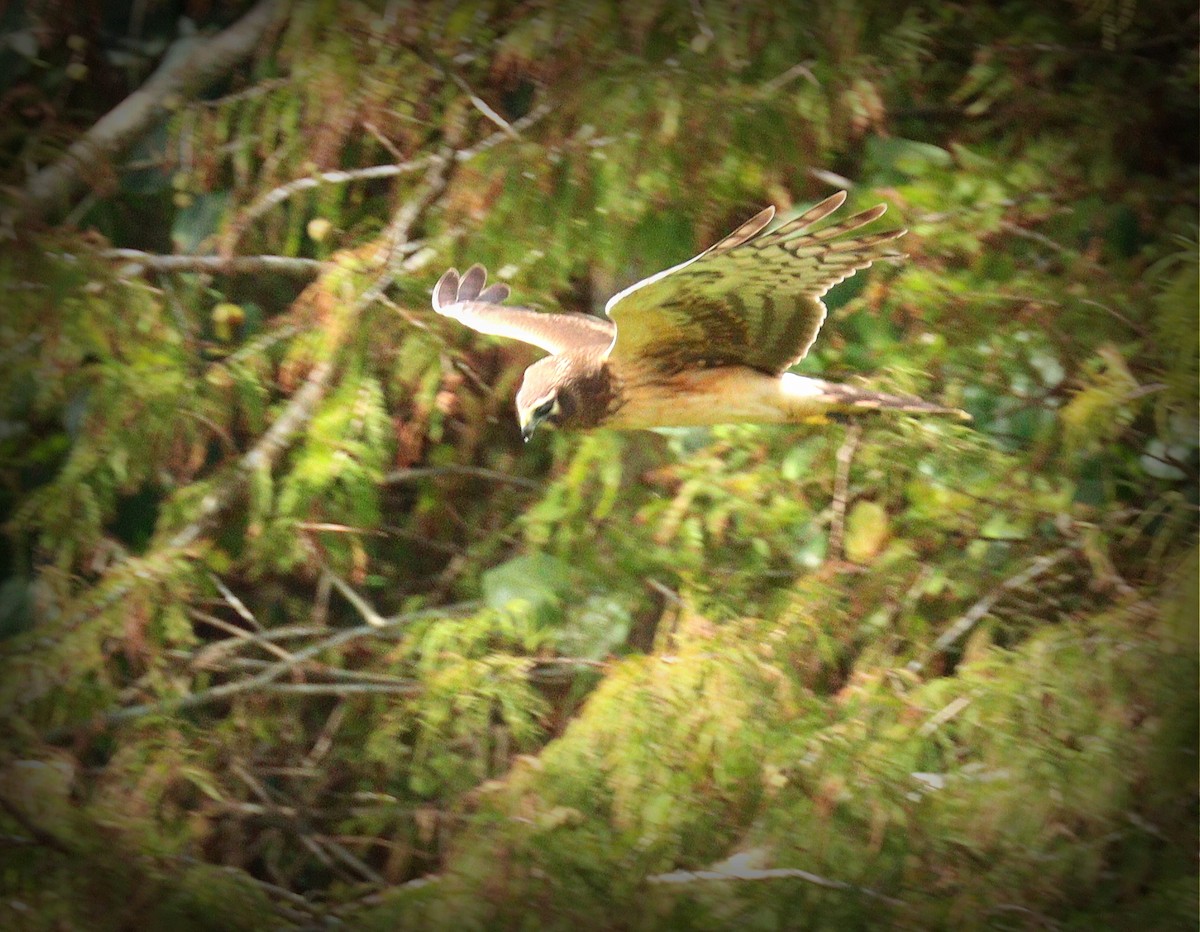 アメリカハイイロチュウヒ - ML647421166