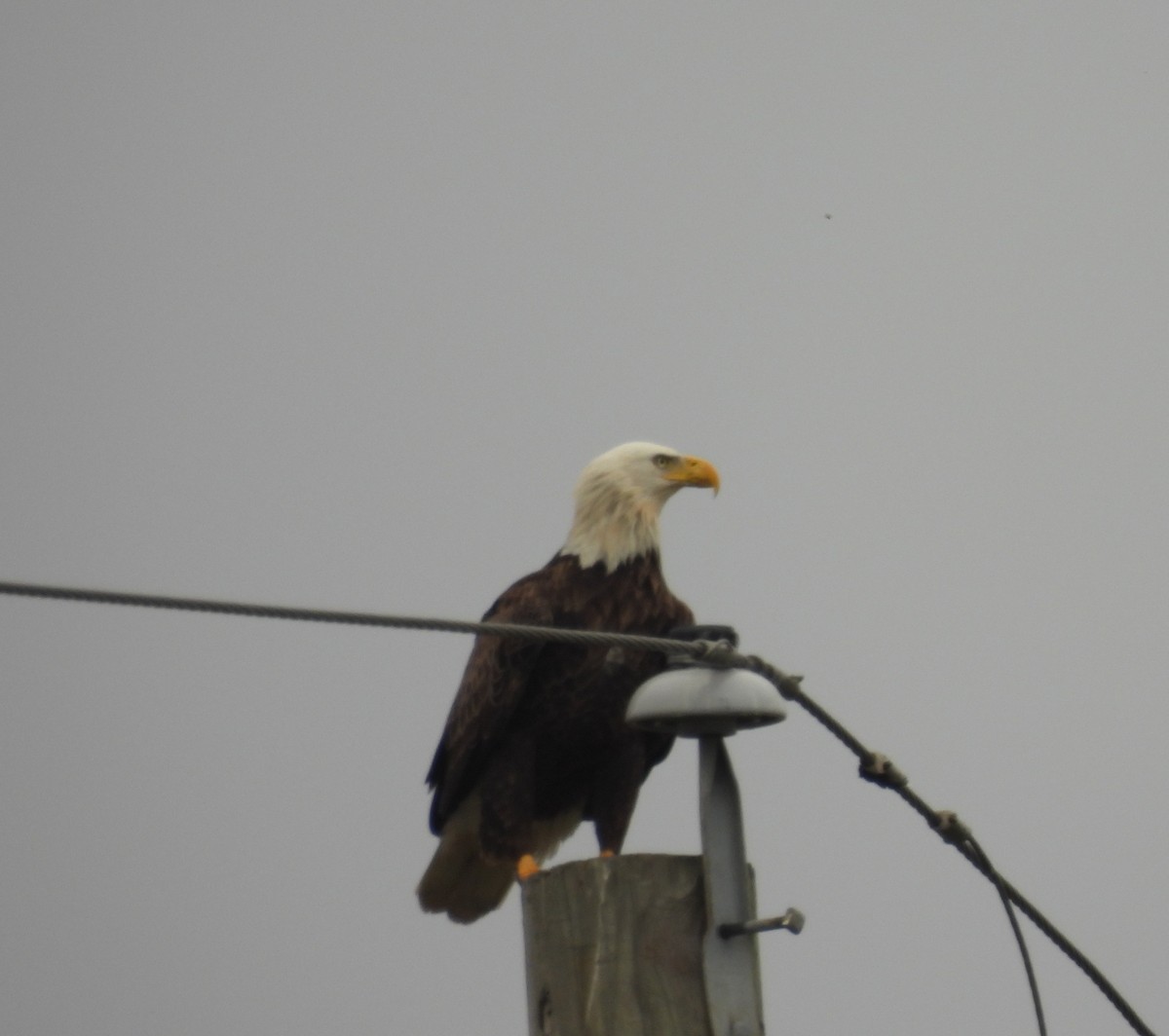 ハクトウワシ - ML647421167