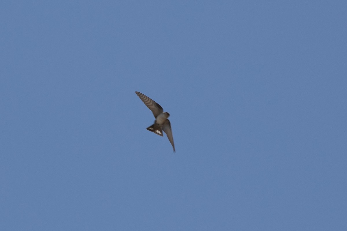 アフリカチャイロツバメ - ML647421172