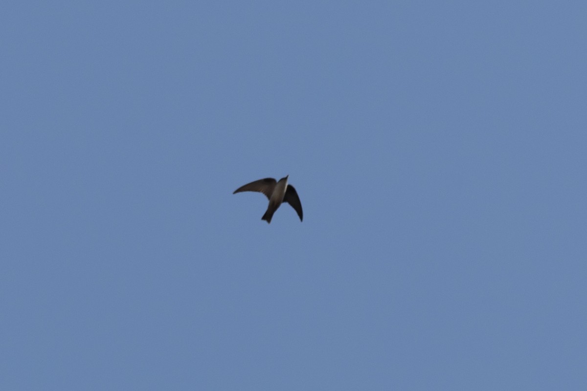 アフリカチャイロツバメ - ML647421174