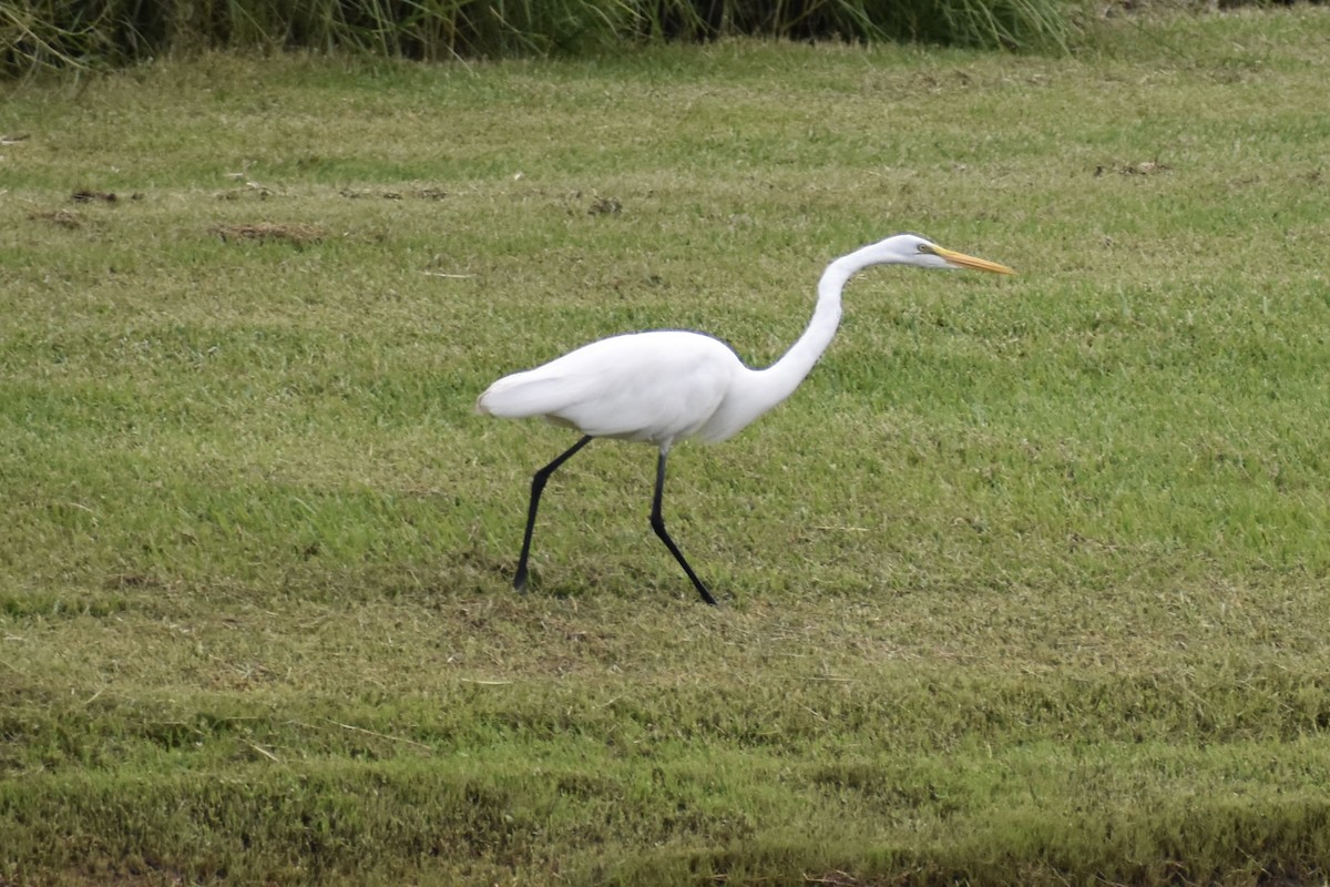 ダイサギ - ML647421175