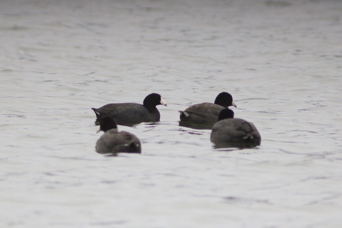 アメリカオオバン - ML647421178