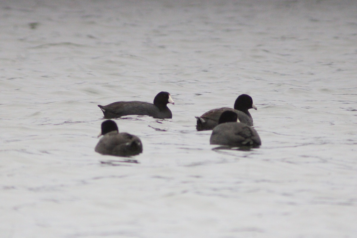 アメリカオオバン - ML647421179