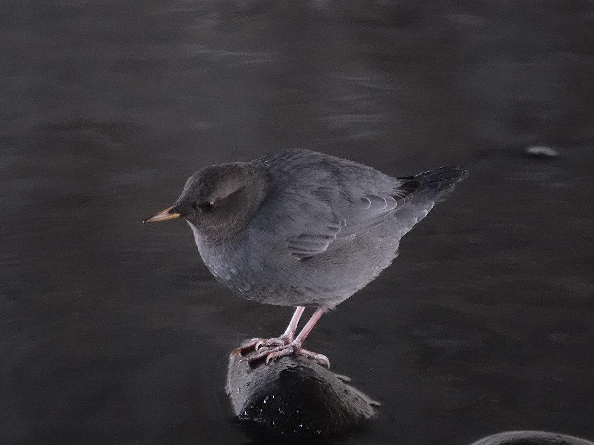 メキシコカワガラス - ML647421181