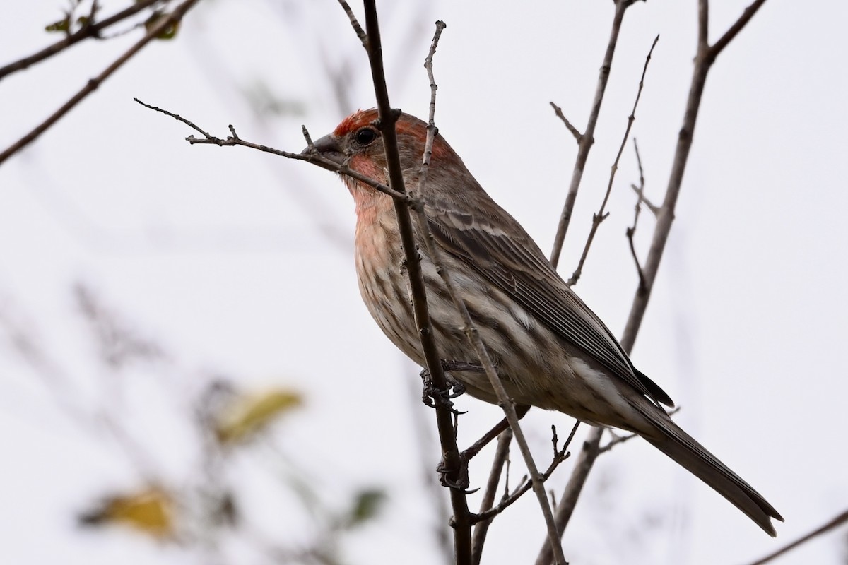 メキシコマシコ - ML647421182