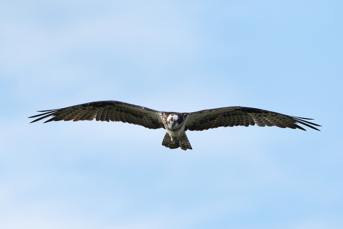 ミサゴ - ML647421183