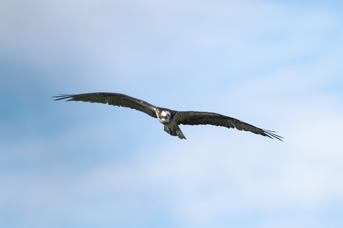 ミサゴ - ML647421184