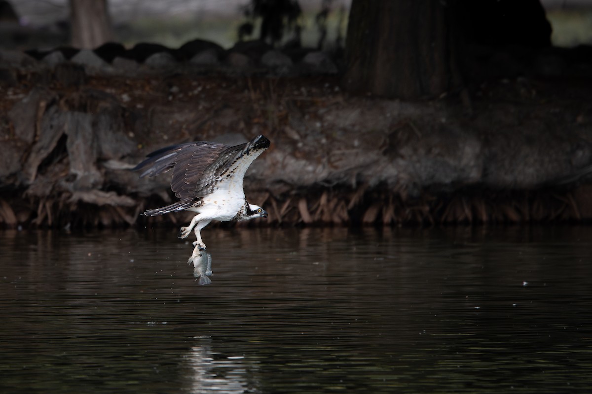 ミサゴ - ML647421185