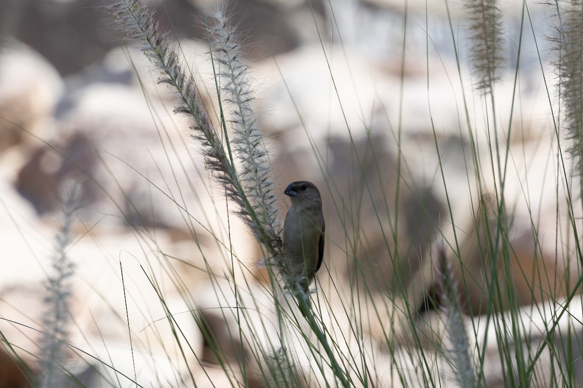 ギンバシ - ML647421186