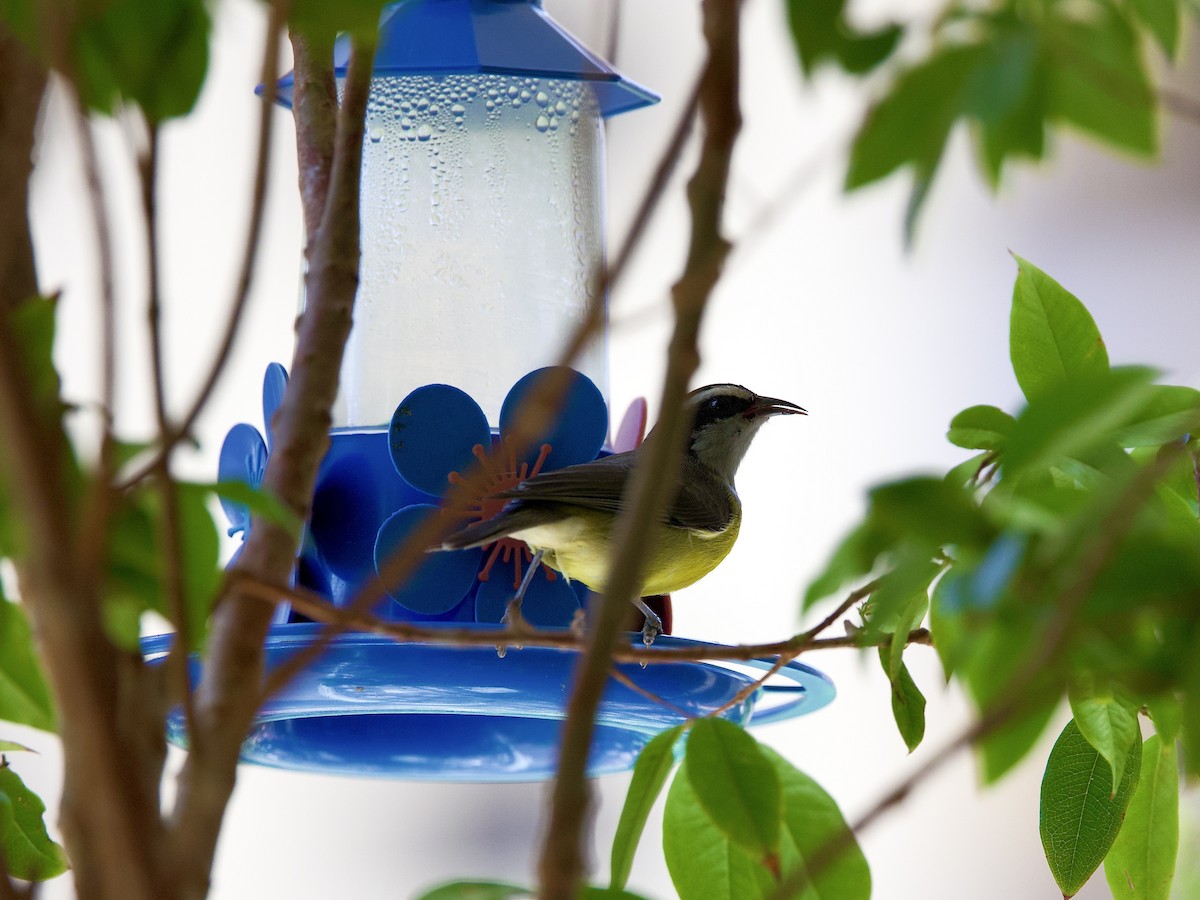 Sucrier à ventre jaune - ML647421238