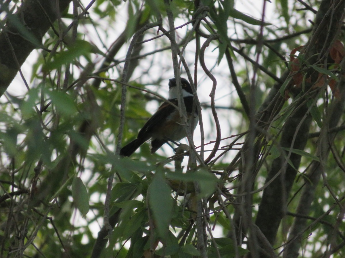 ムナグロセワタビタキ - ML647421243