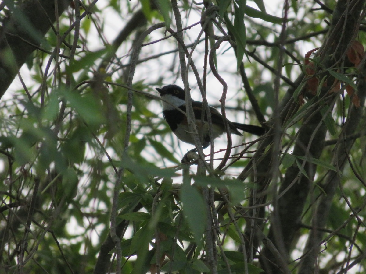 ムナグロセワタビタキ - ML647421244