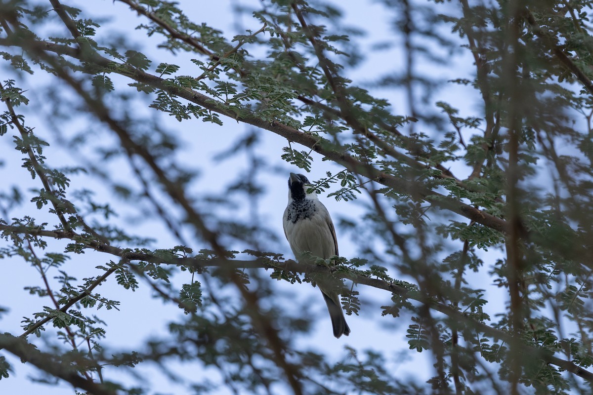 Gorrión Común (grupo indicus) - ML647421246