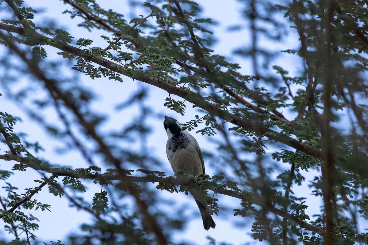 Gorrión Común (grupo indicus) - ML647421247