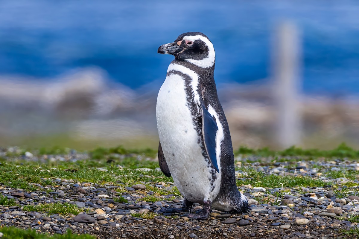 Magellanpinguin - ML647421255