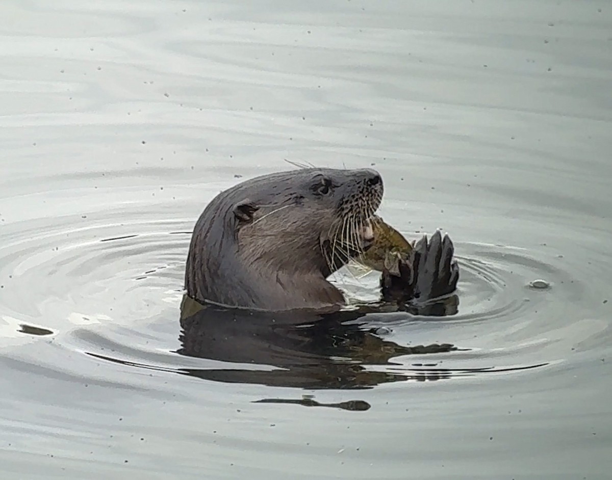 Southeastern River Otter - ML647421262