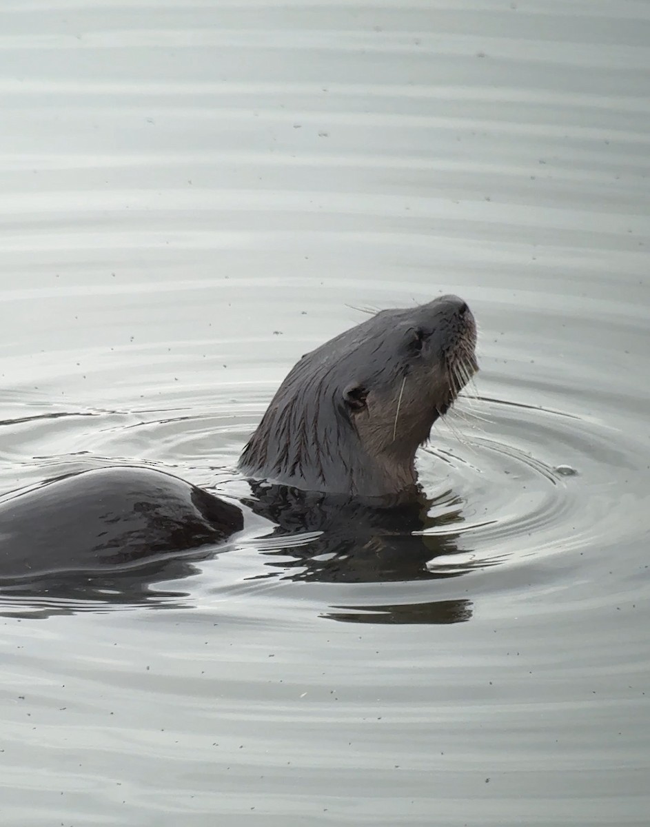 Southeastern River Otter - ML647421263
