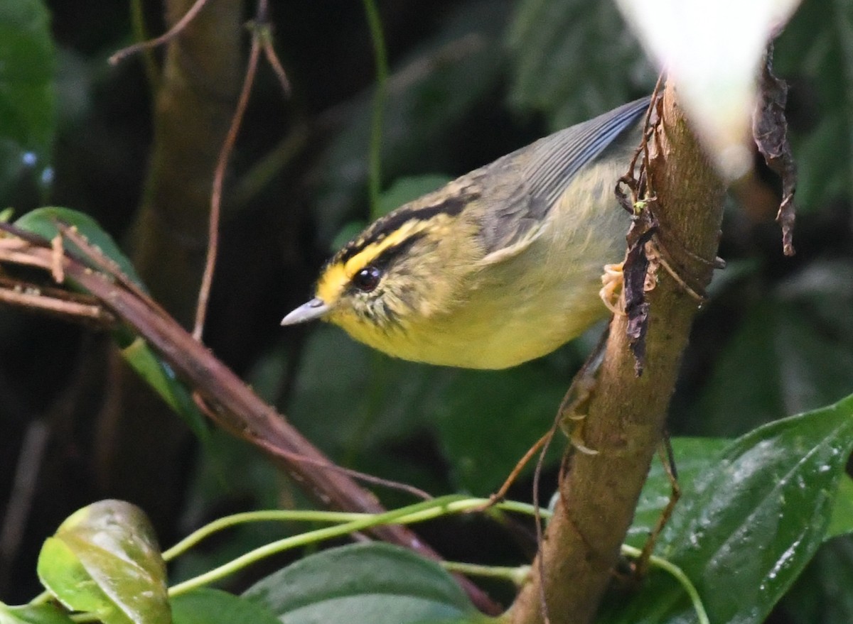 Yellow-throated Fulvetta - ML647421274