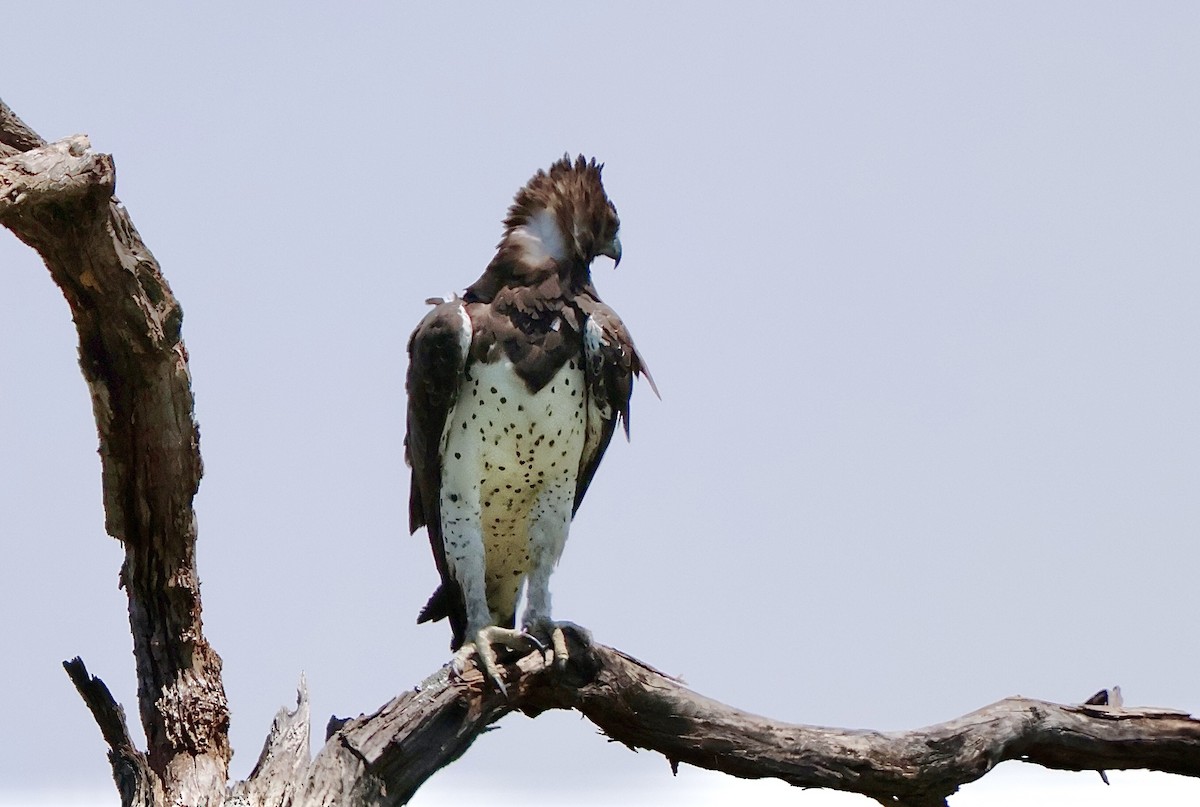 Орел-боєць - ML647421276