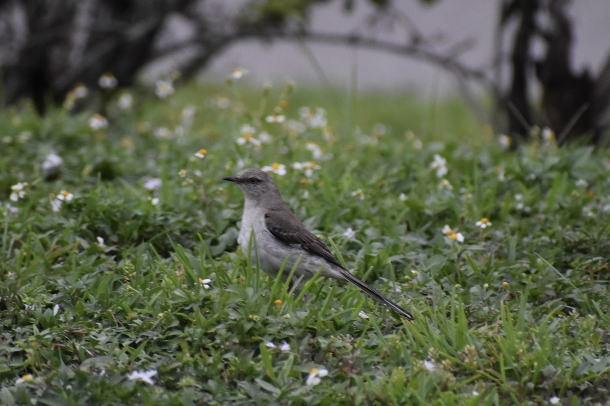 Northern Mockingbird - ML647421279