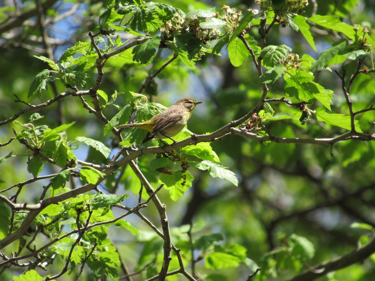 Palm Warbler - ML647421289