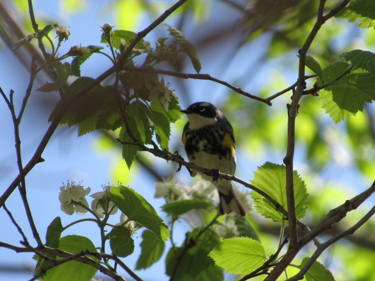 Yellow-rumped Warbler - ML647421295