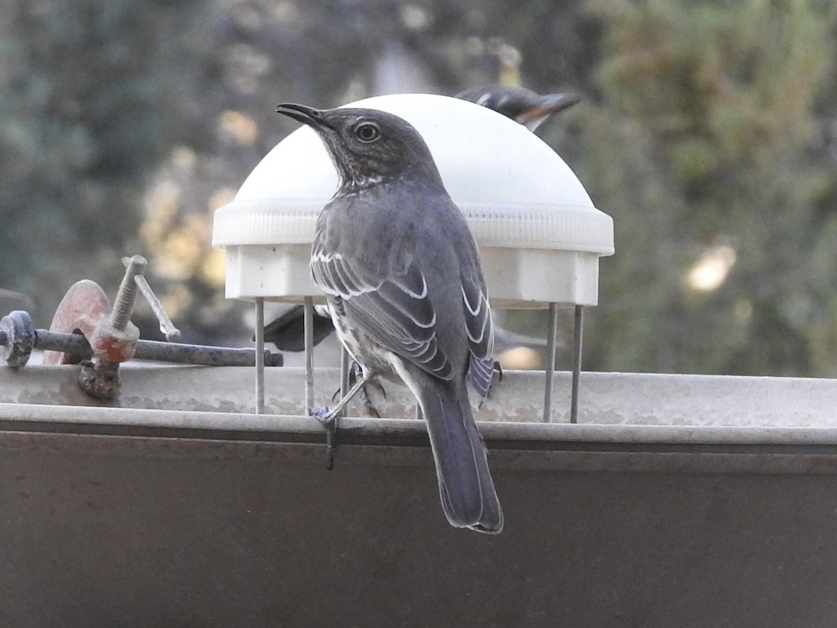 Sage Thrasher - ML647421299