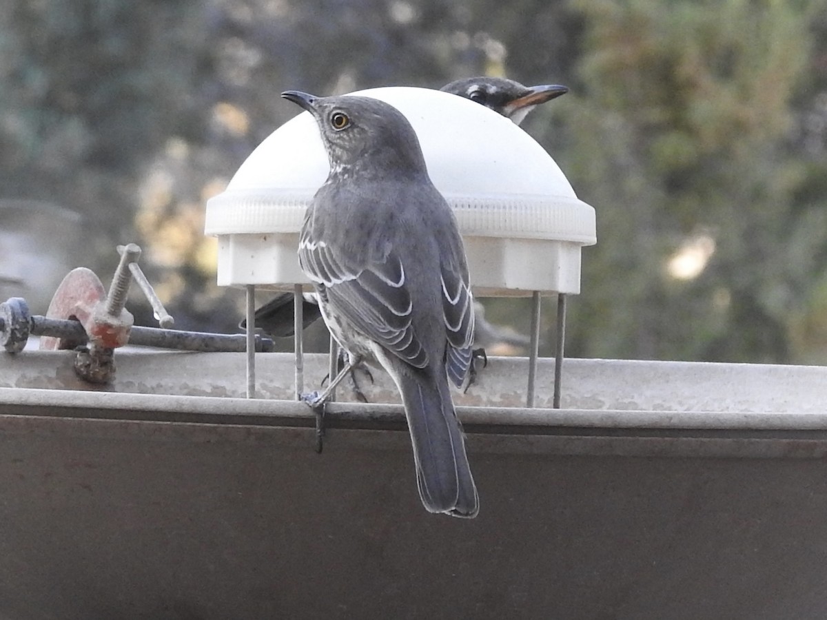 Sage Thrasher - ML647421300