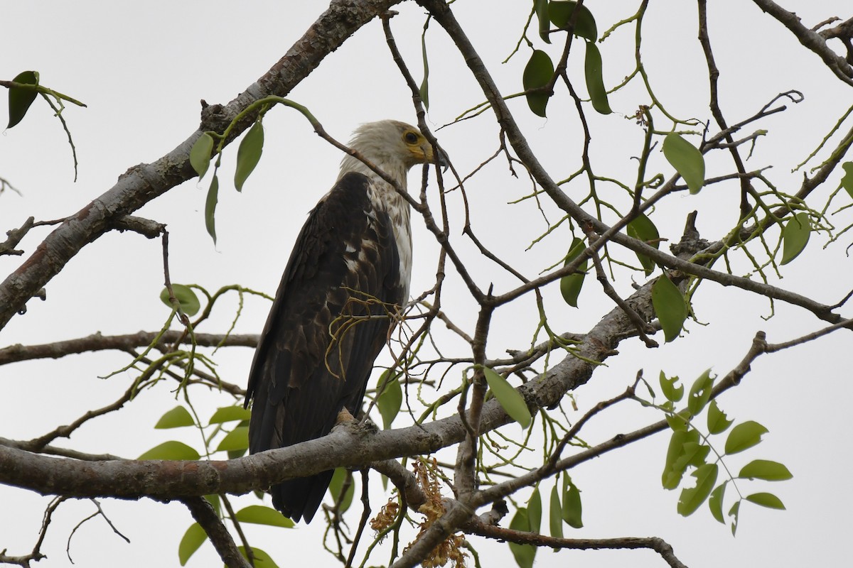 flodørn - ML647421302