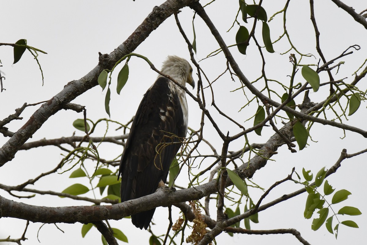 flodørn - ML647421305