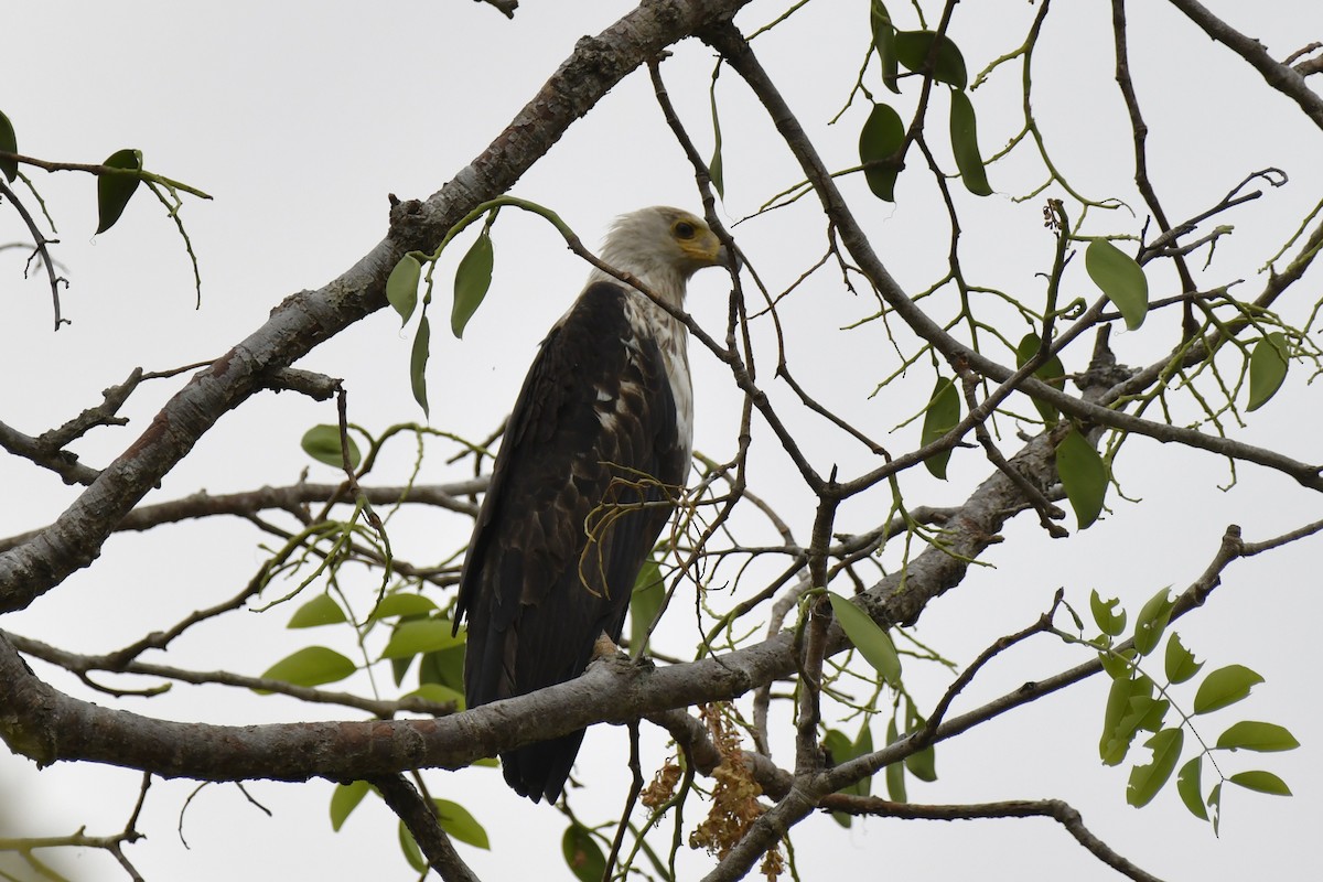 flodørn - ML647421306