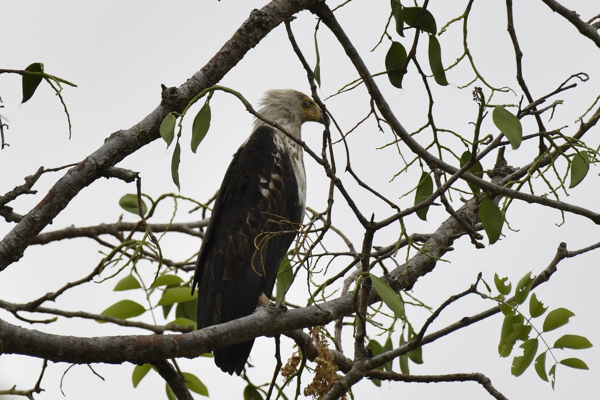 flodørn - ML647421307