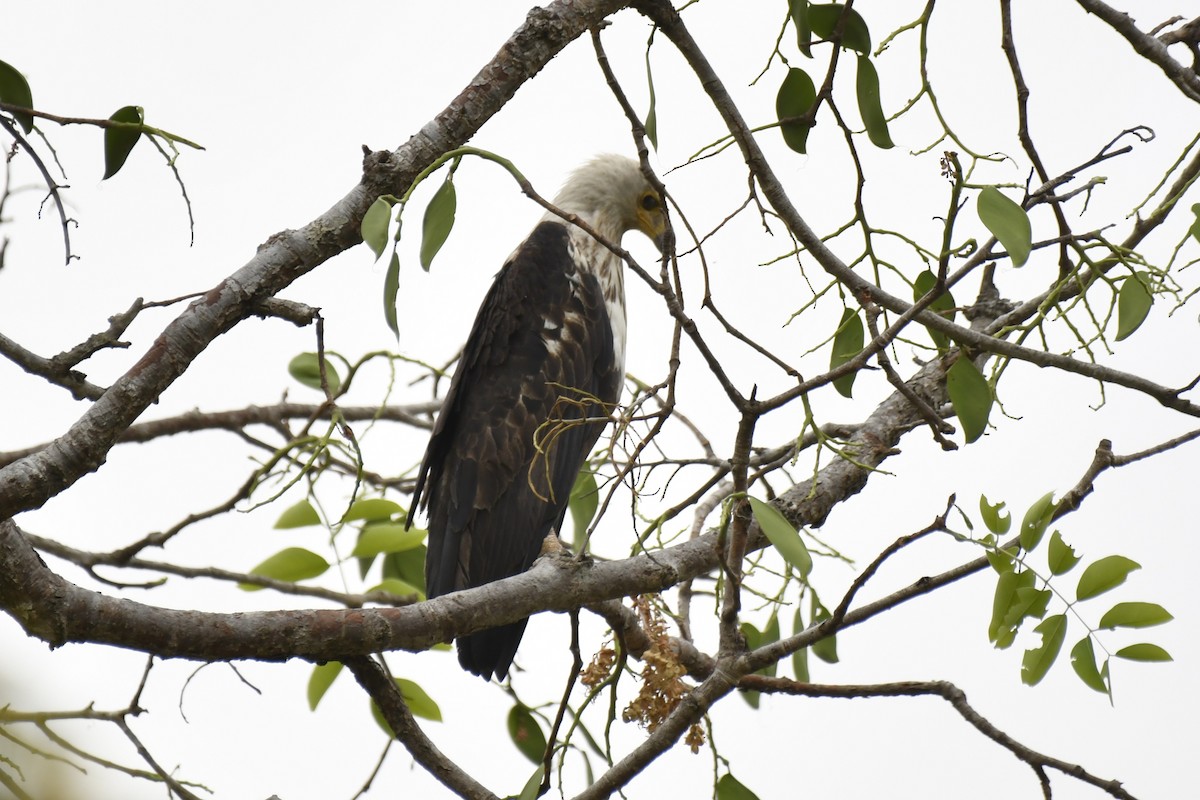 flodørn - ML647421314
