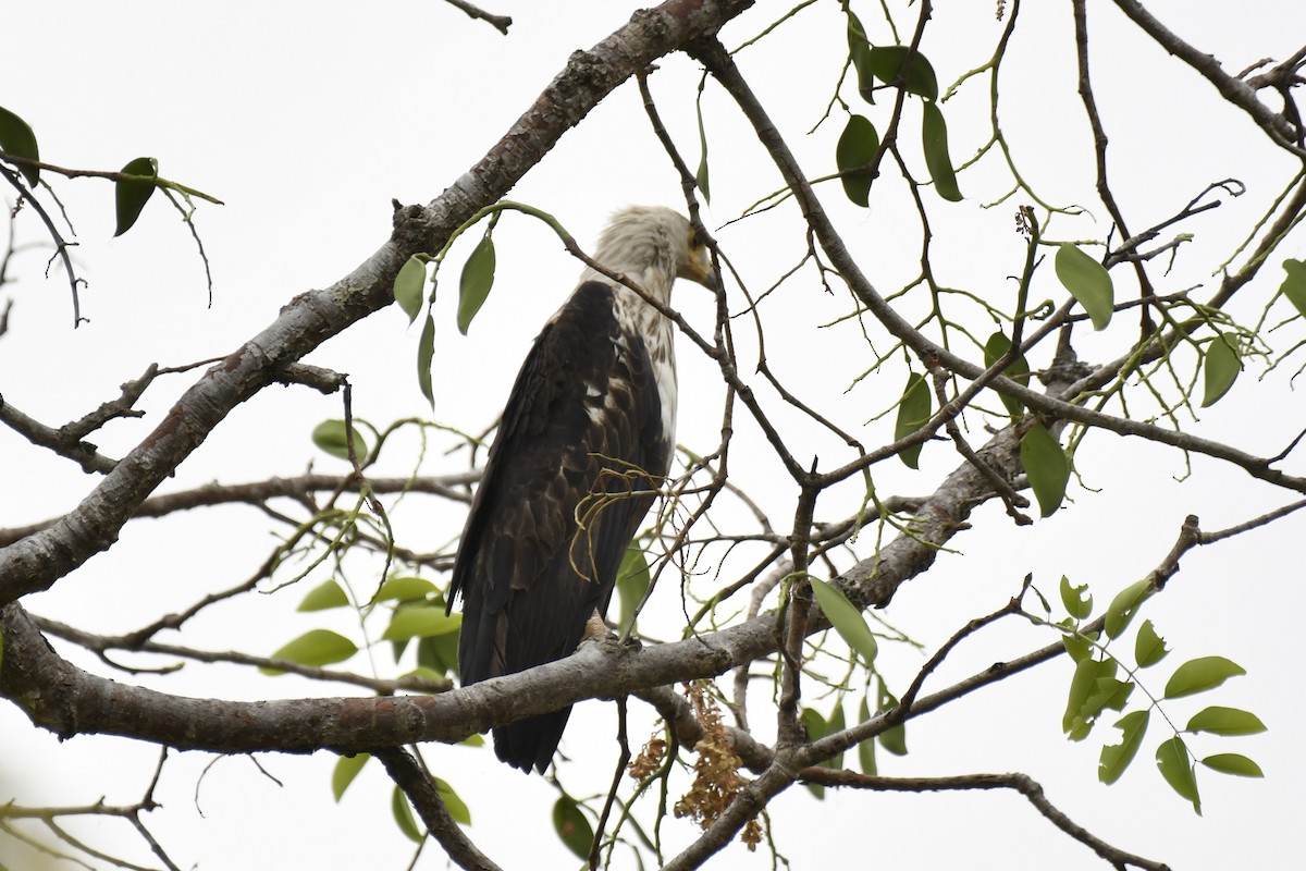 flodørn - ML647421315