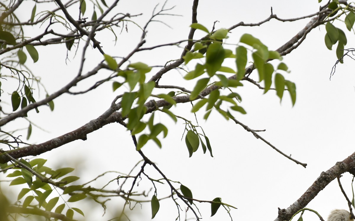 flodørn - ML647421316