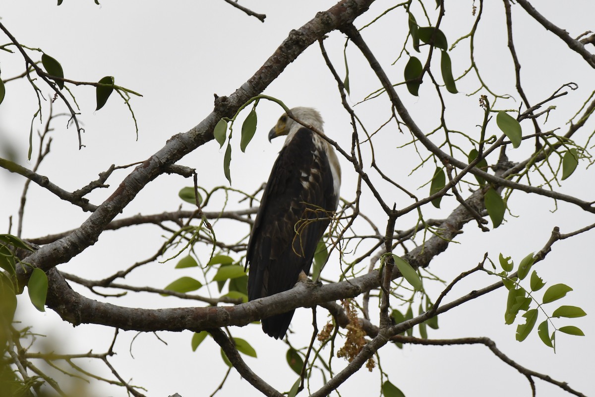 flodørn - ML647421317