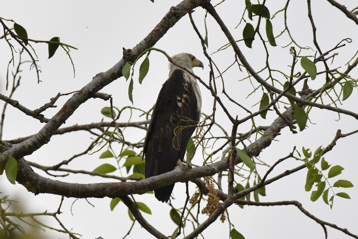 flodørn - ML647421318