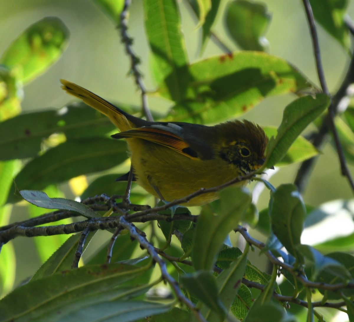 Chestnut-tailed Minla - ML647421322