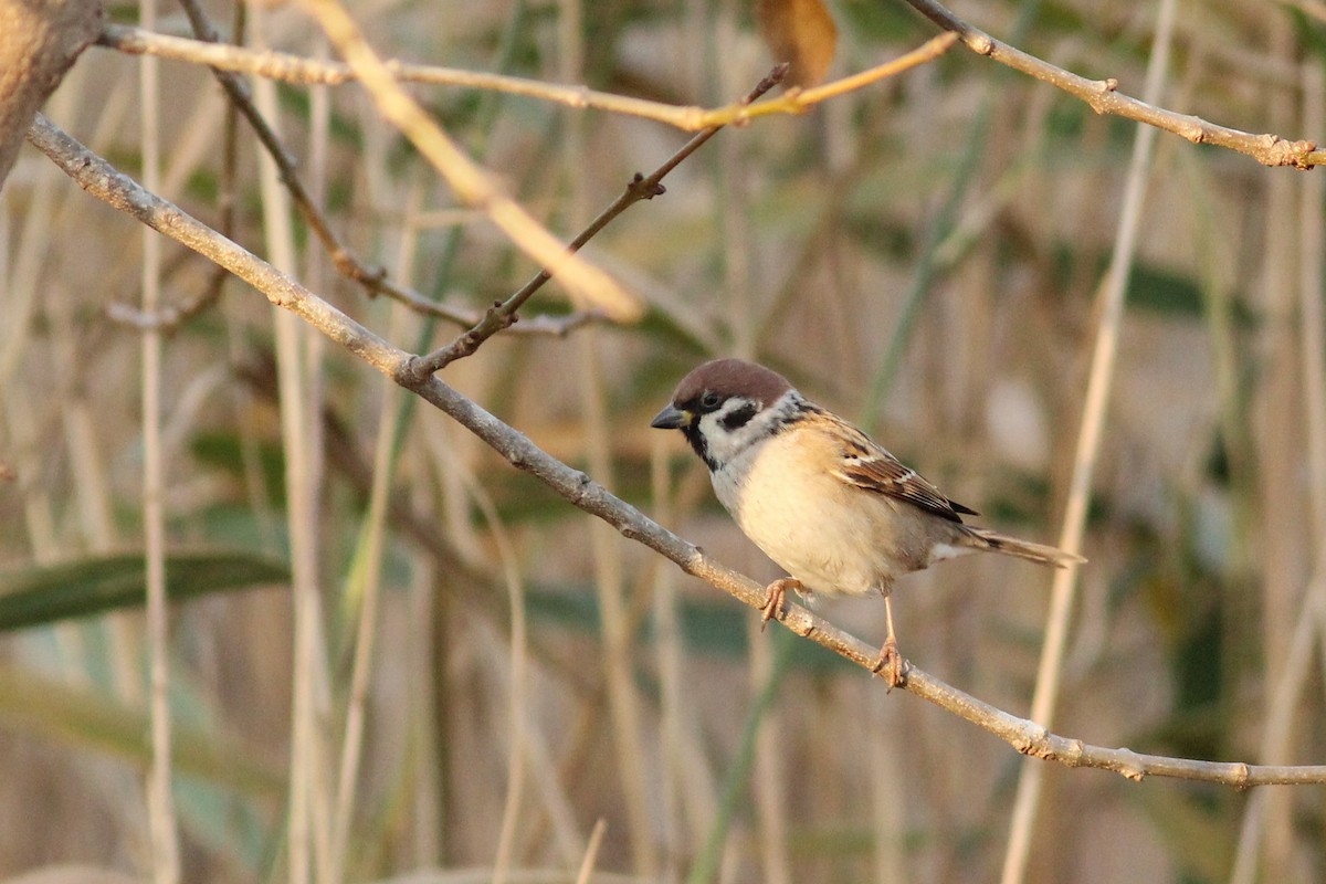Gorrión Molinero - ML647421325