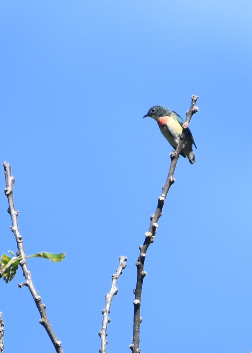 květozob indomalajský - ML647421334