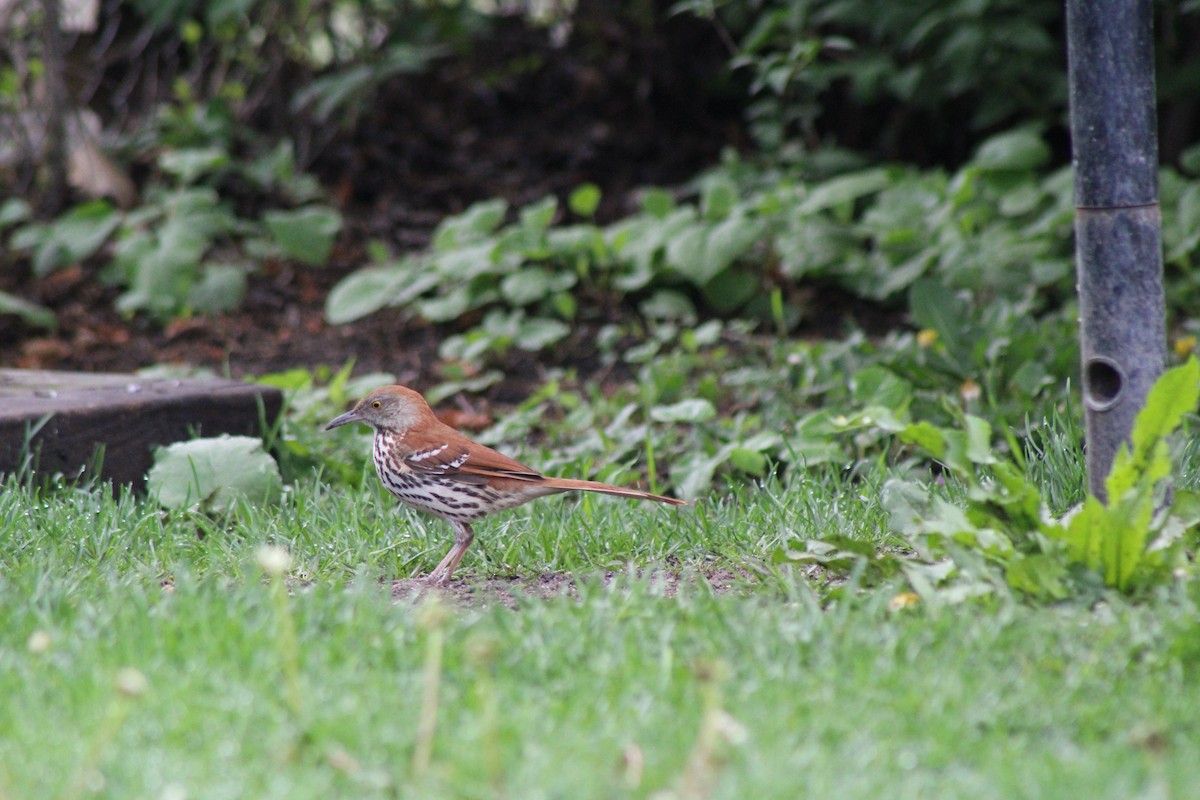 Brown Thrasher - ML647421340