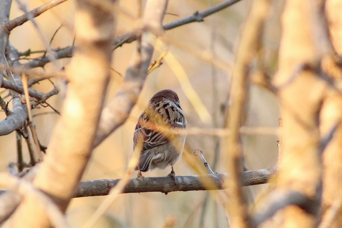 Gorrión Molinero - ML647421342